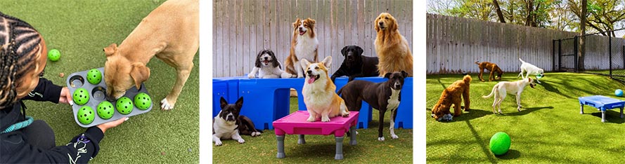 Day Camp for Dogs