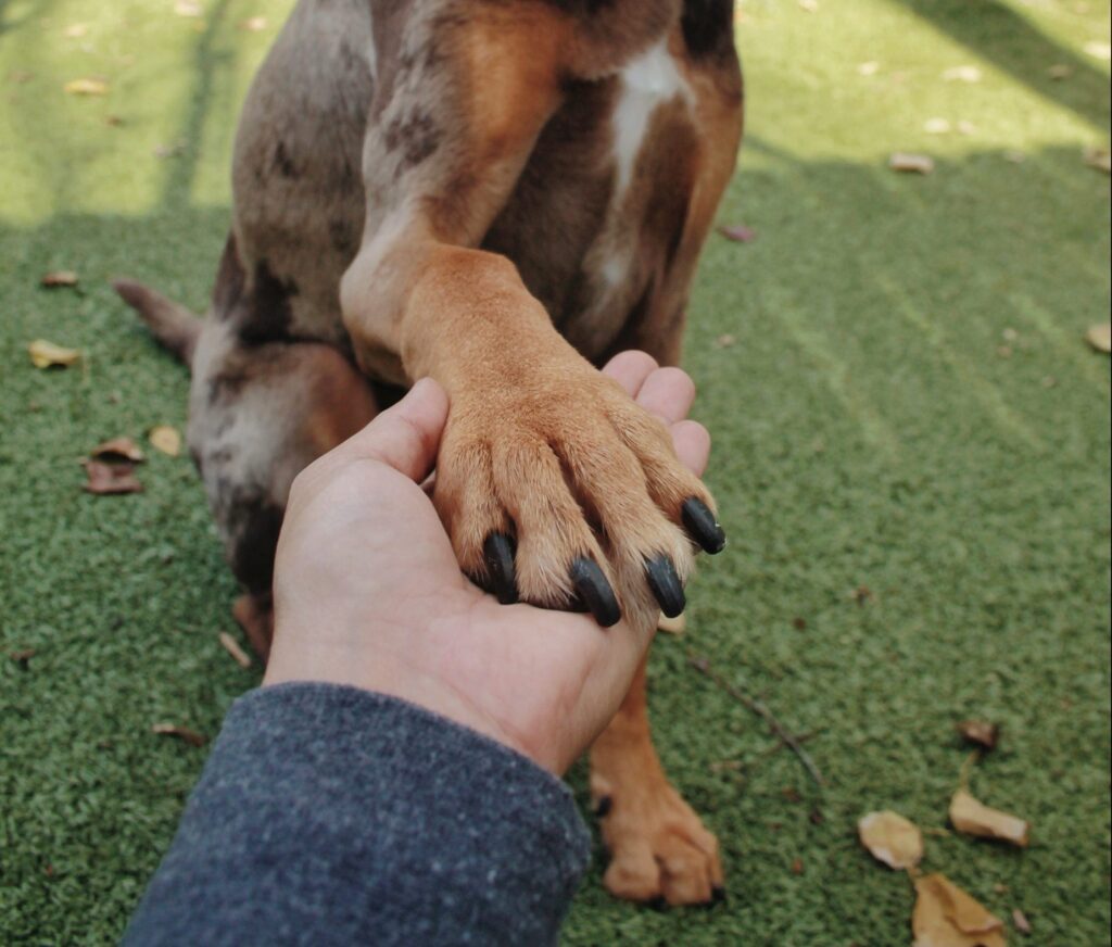 A dog offers its paw to a trainer for dog-day-training-in-houston blog at Peace Love Dogs