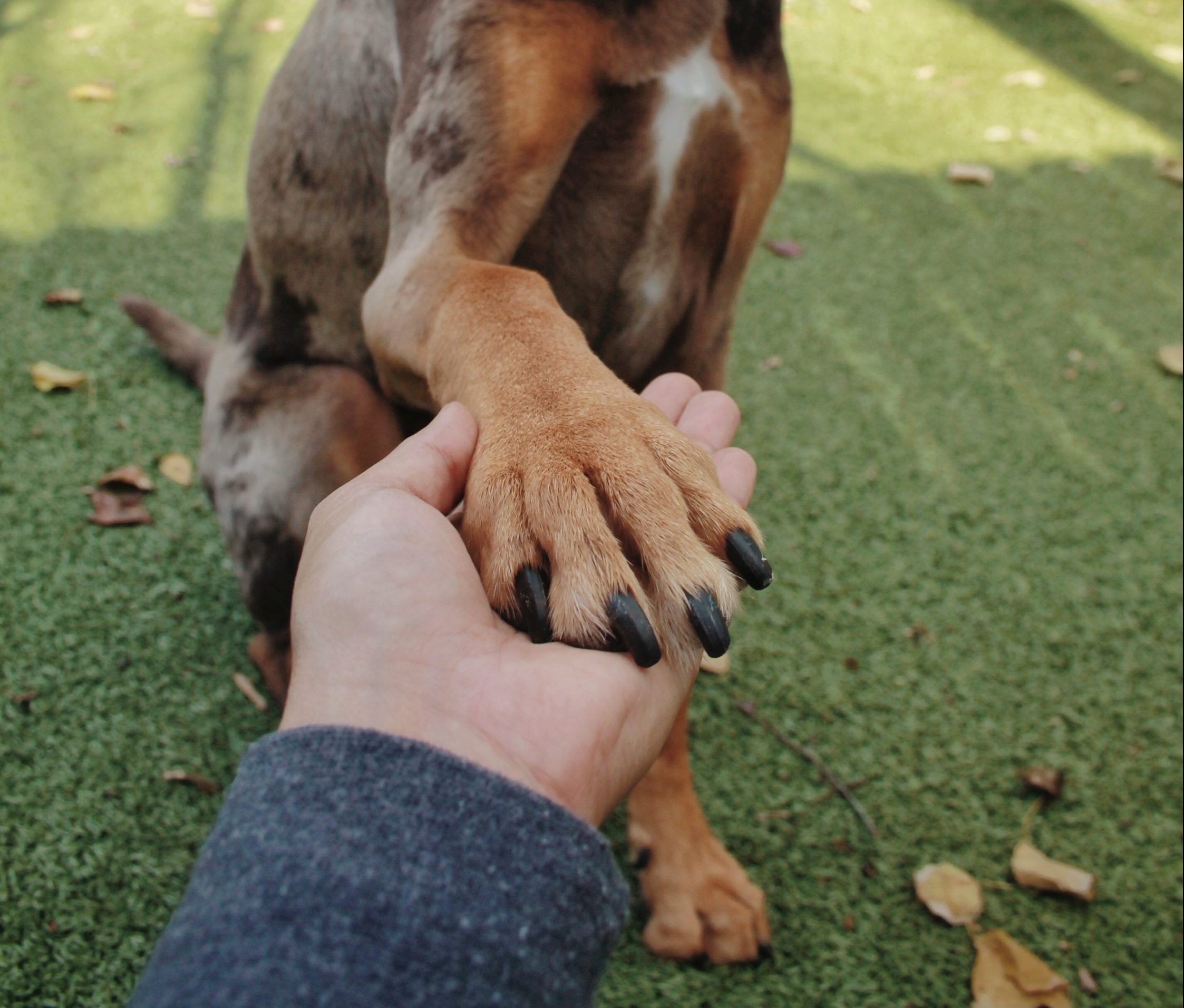 A dog offers its paw to a trainer for dog-day-training-in-houston blog at Peace Love Dogs