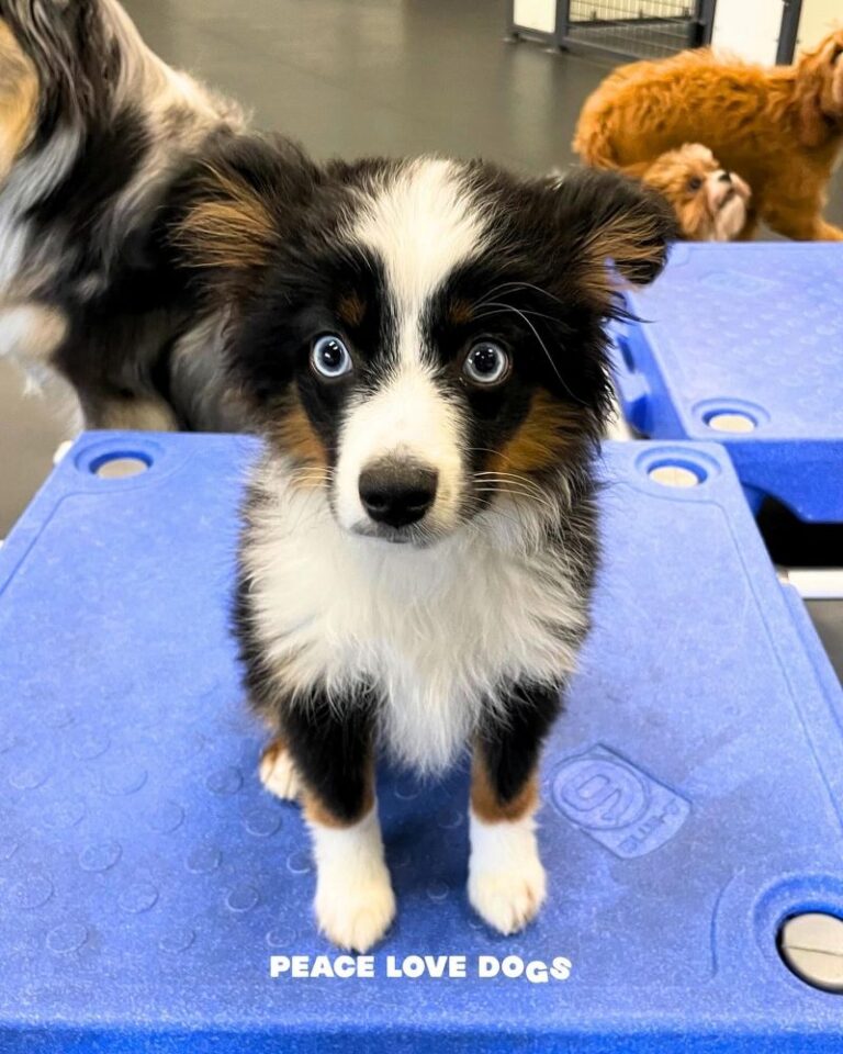 Dogs playing at Puppy Social Club at Peace Love Dogs