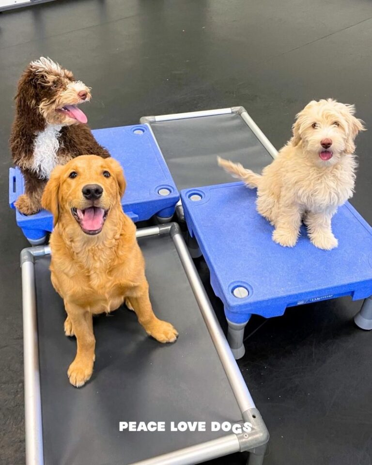 Dogs playing at Puppy Social Club at Peace Love Dogs