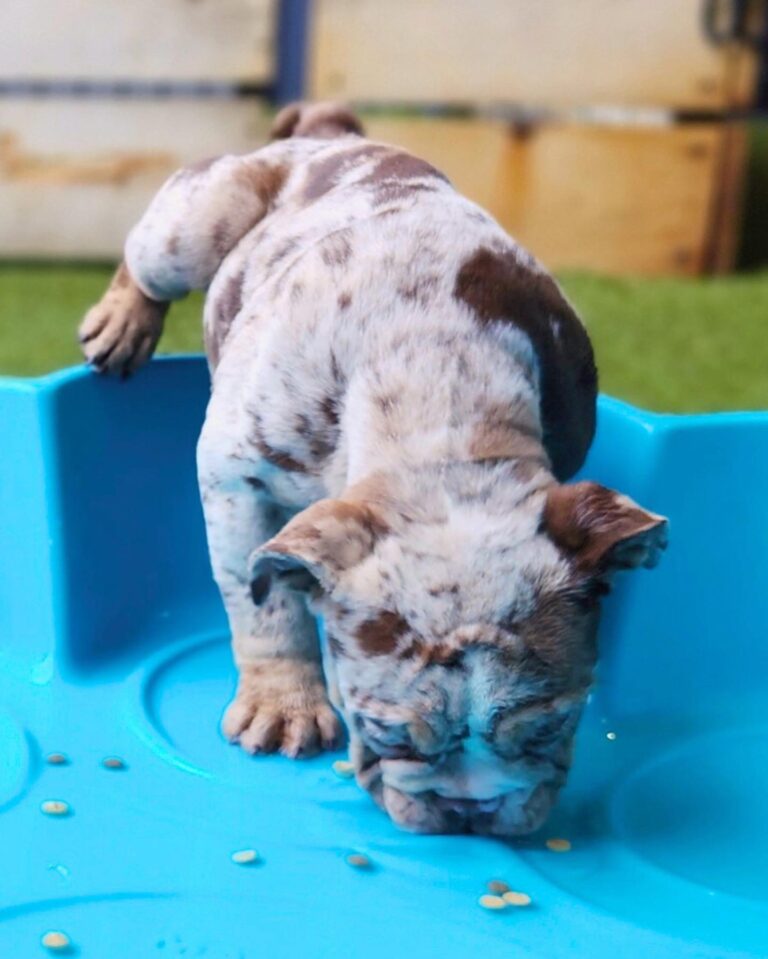 Dogs playing at Puppy Social Club at Peace Love Dogs