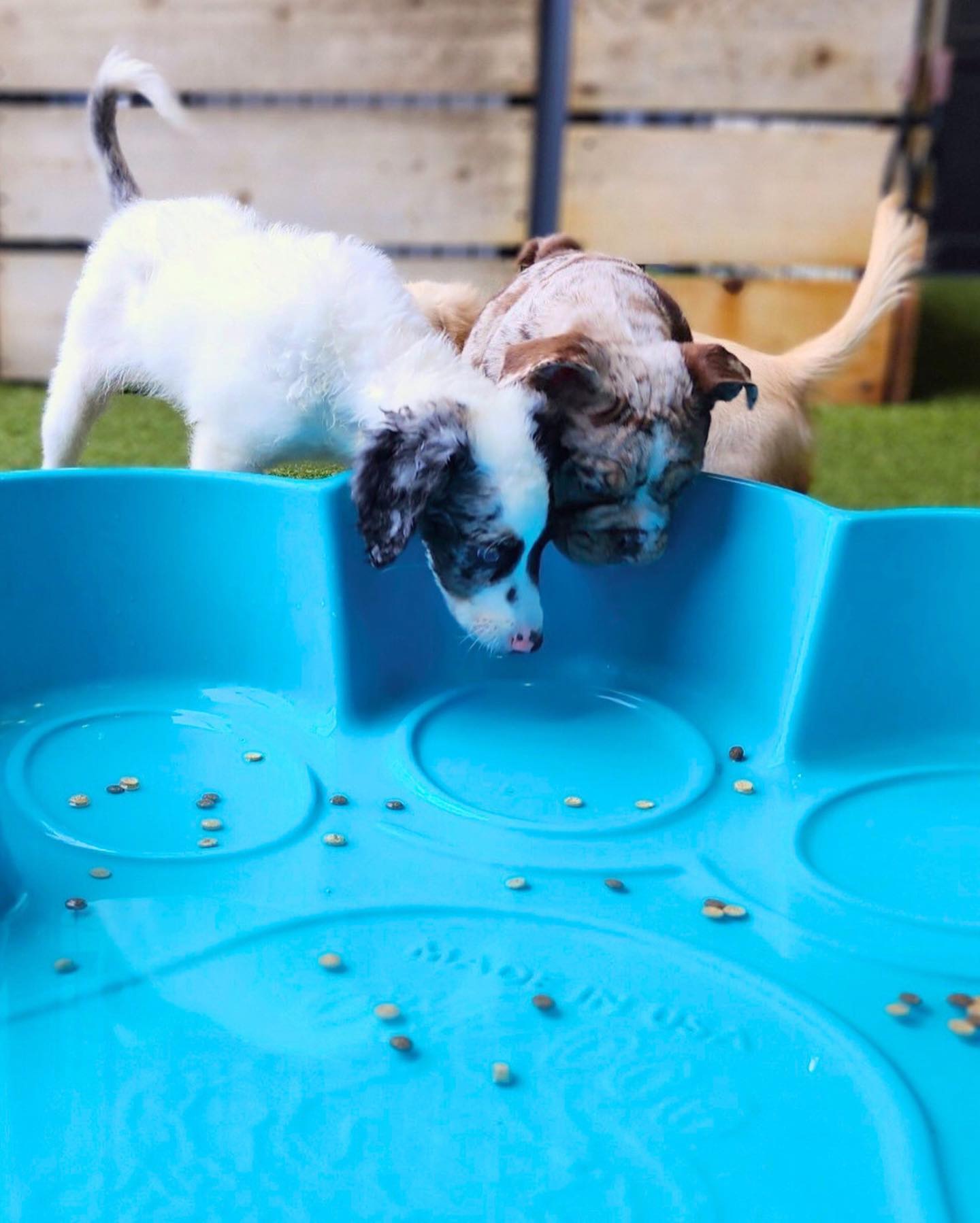 Dogs playing at Puppy Social Club at Peace Love Dogs