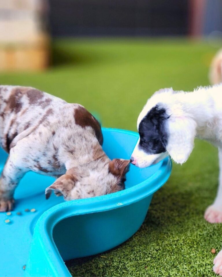Dogs playing at Puppy Social Club at Peace Love Dogs