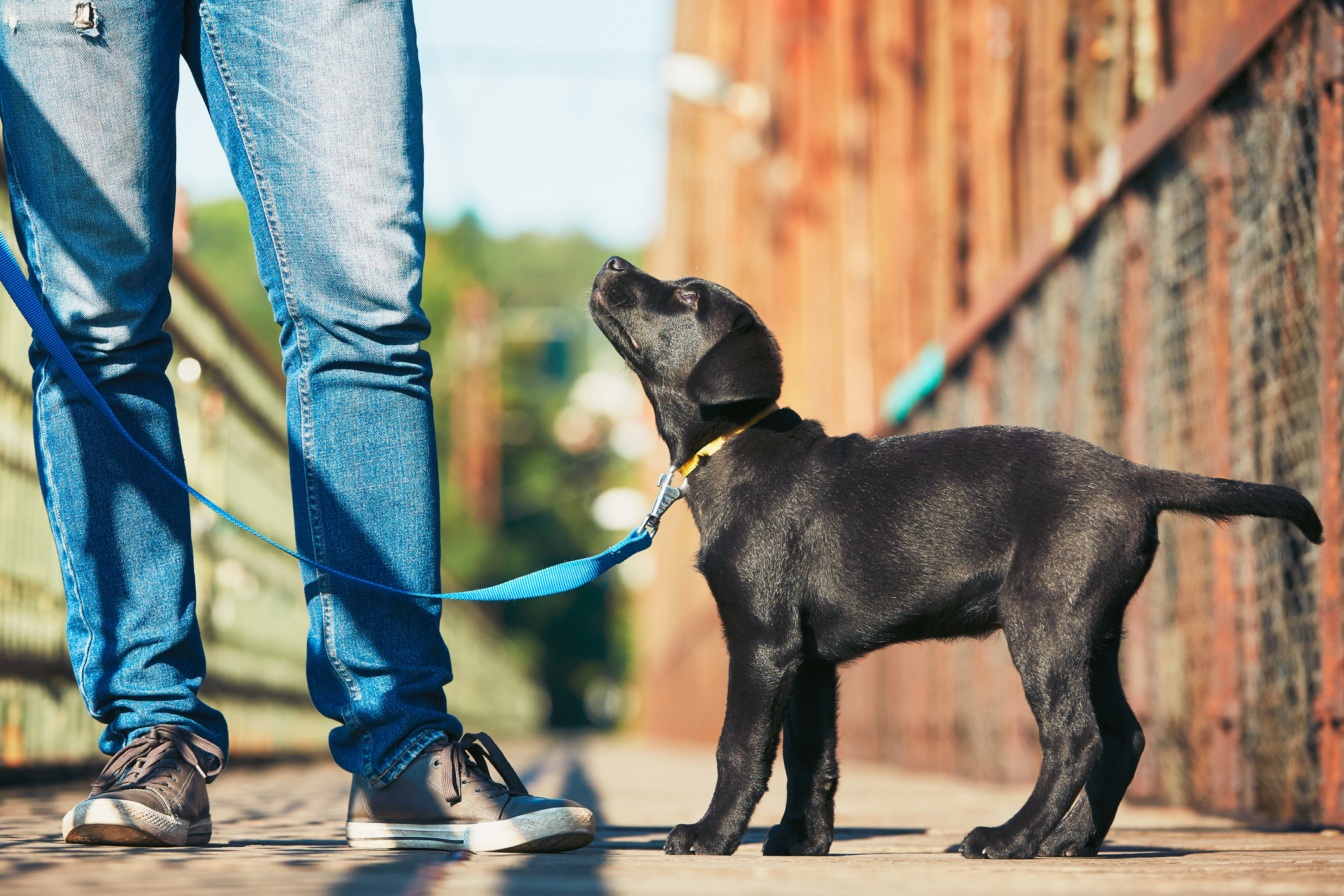 local-puppy-training-in-Houston
