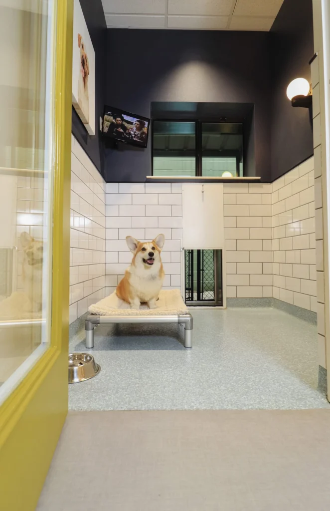 A smiling Corgi sits in a luxury room at Peace Love Dogs for dog-boarding-in-Houston-TX blog.
