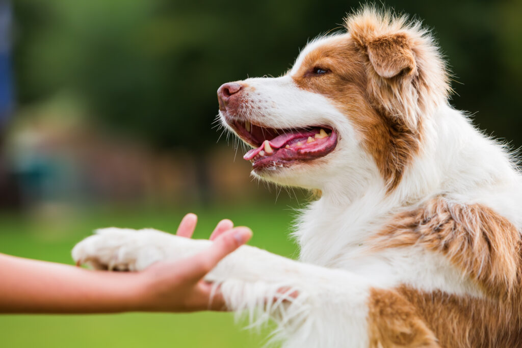 An Australian Shepherd gives a paw for the is-dog-training-worth-it blog.
