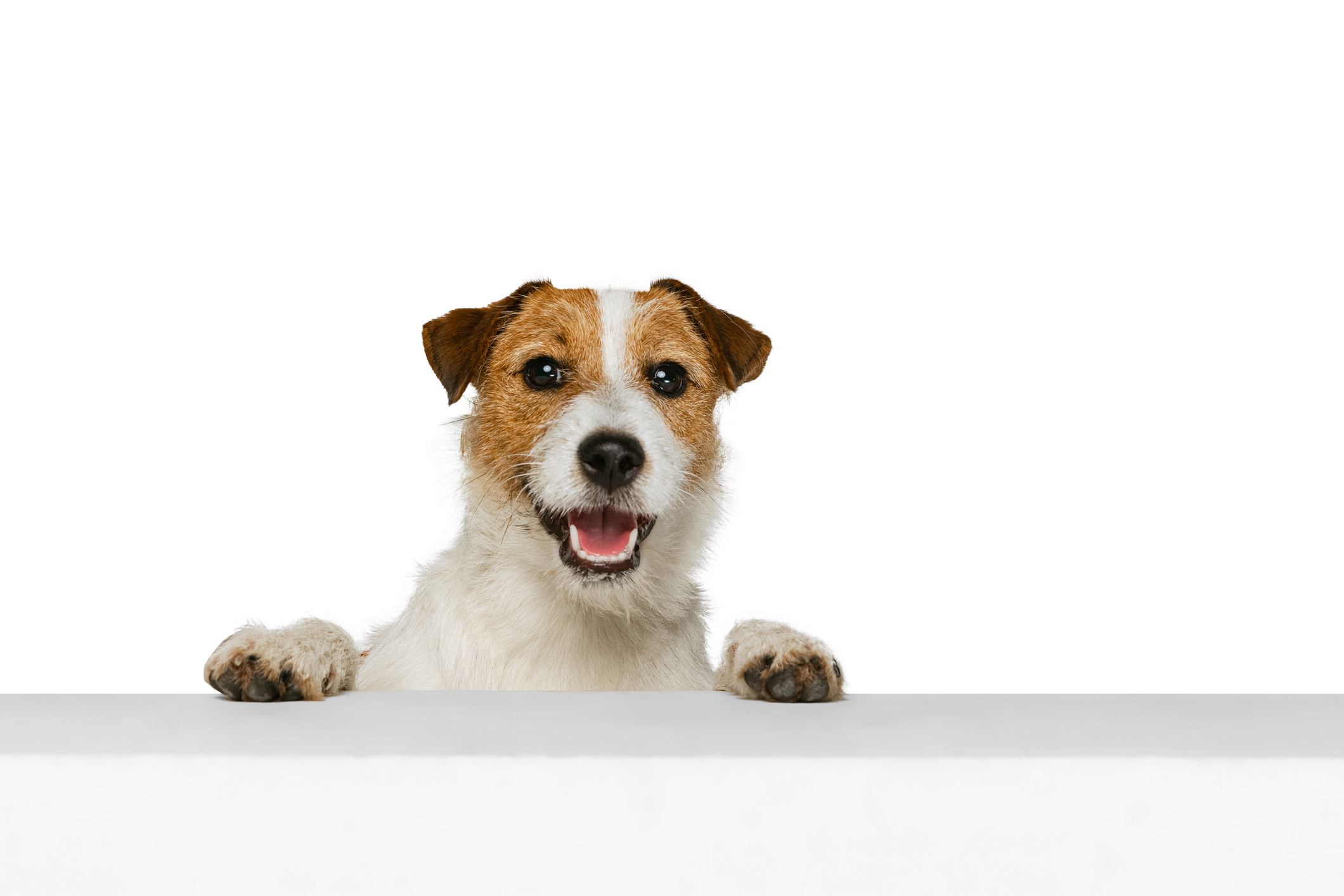 A cute Jack Russell terrier "checks in" for his stay for guide-to-dog-boarding blog. .