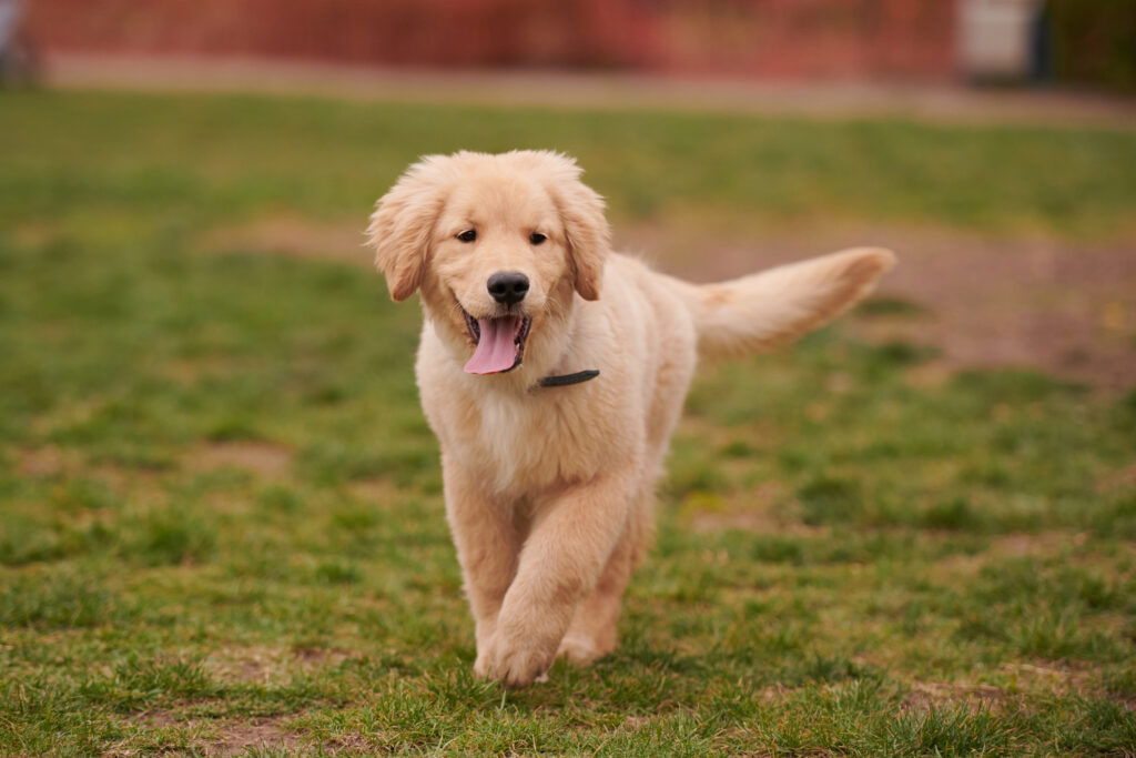A Golden Retriever pup alerts to an off-screen owner or trainer for puppy-obedience-and-puppy-manners blog at Peace Love Dogs